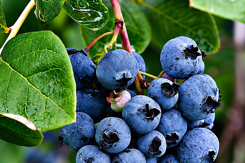 blueberries