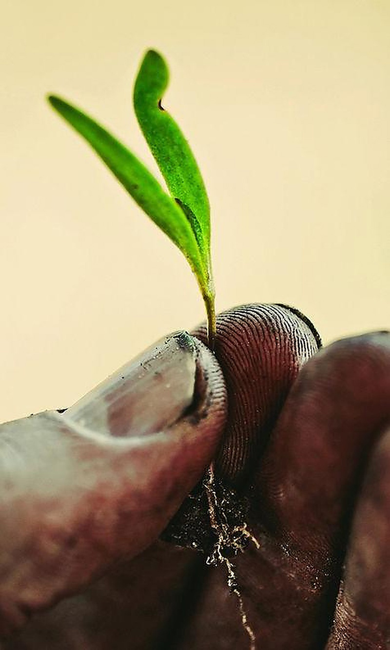 newgrowth